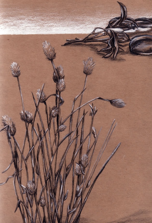 Seed pod drawings