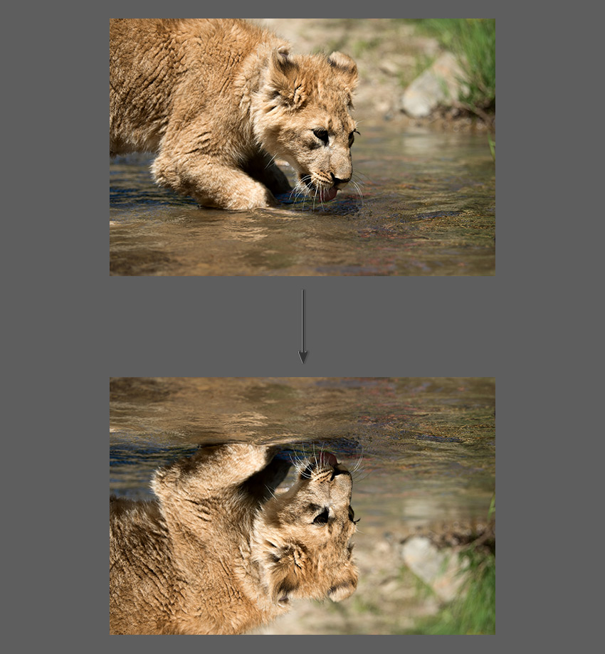 How to Mirror in Photoshop Tutorial Flip image vertically