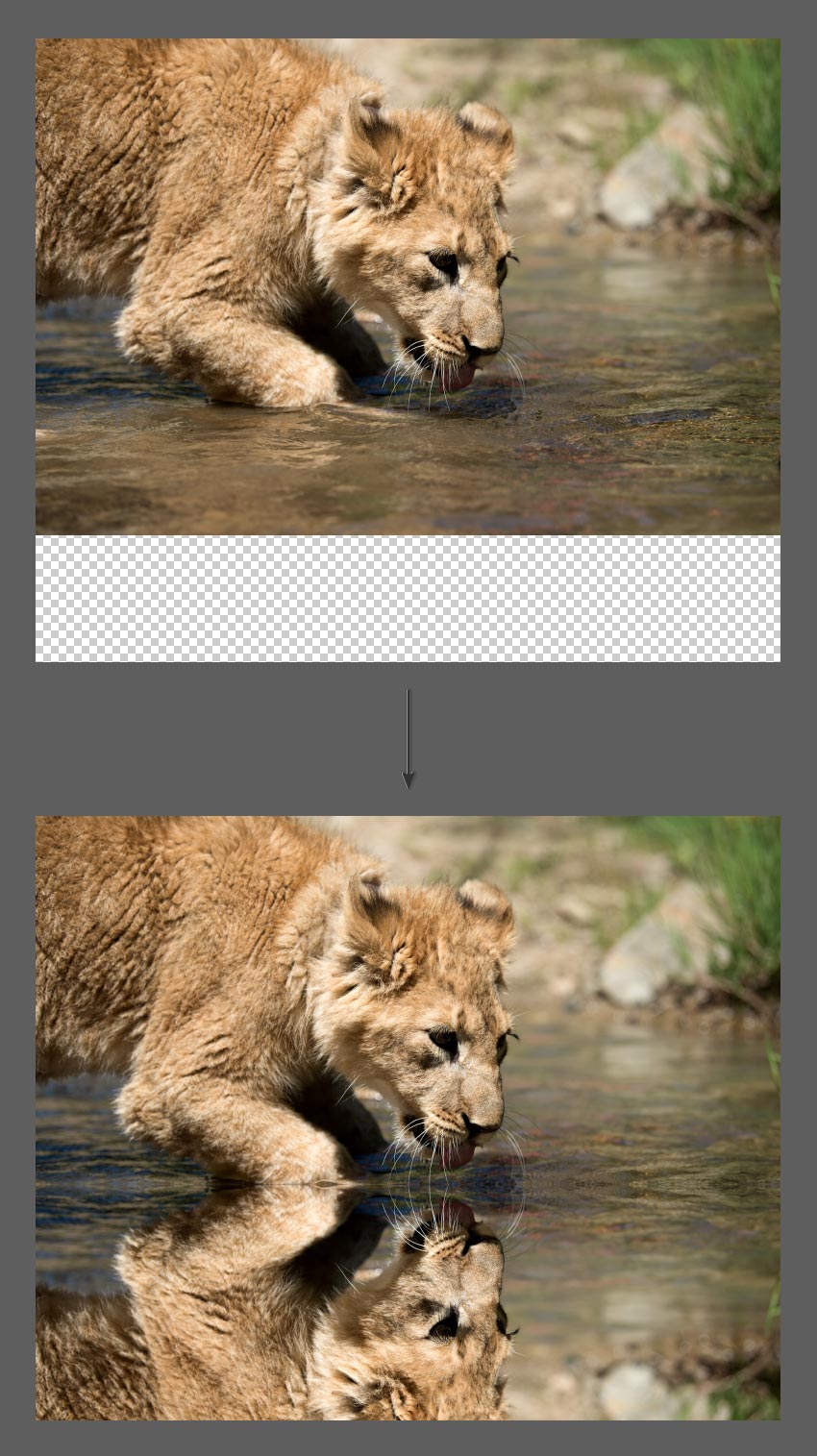 How to Mirror an Image in Photoshop Tutorial Move flipped Photoshop layer