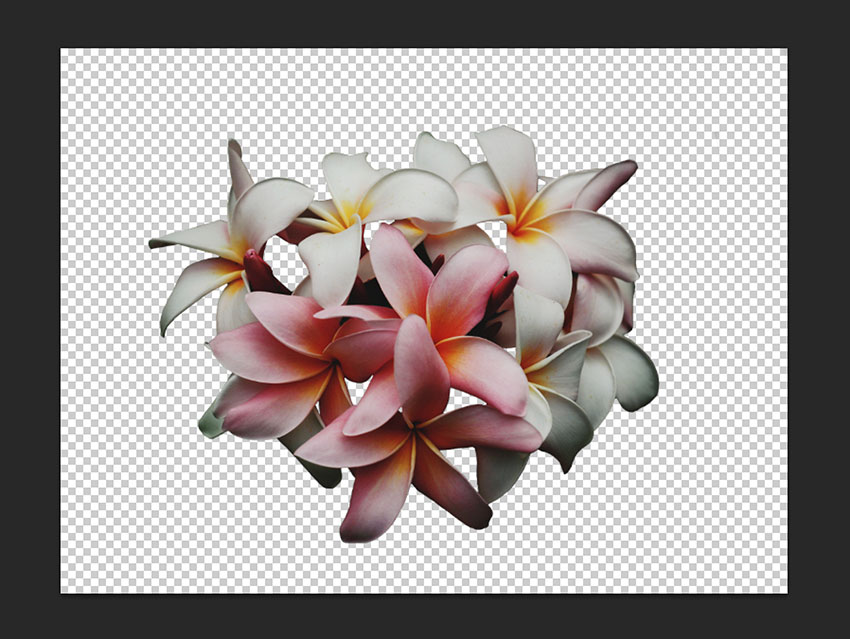Flower image cleaned up and ready to use on our poster