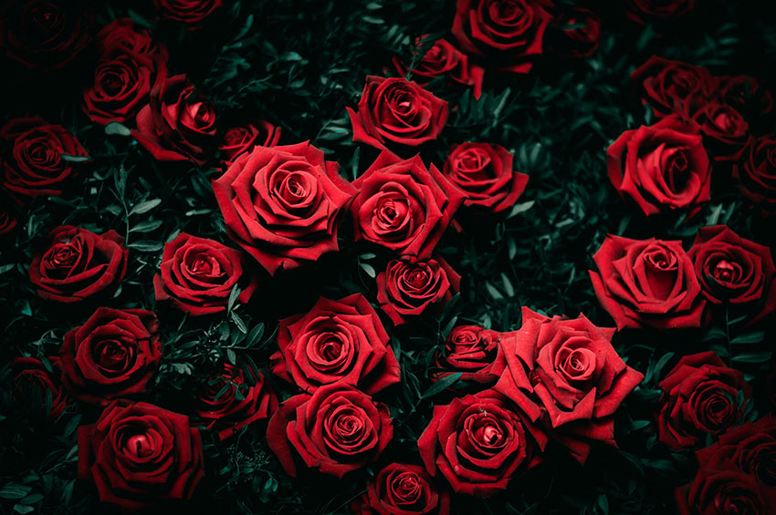 roses